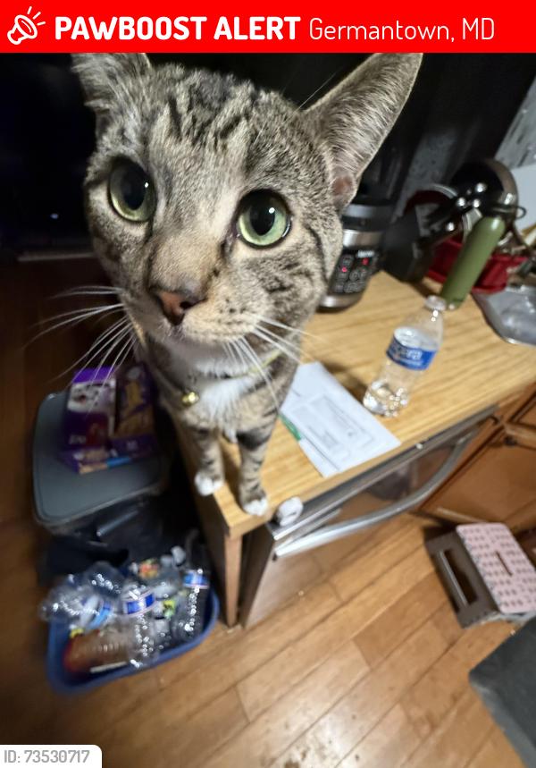 Lost Male Cat last seen Waters Landing Park, Waters Landing Pool B, Germantown, MD 20874