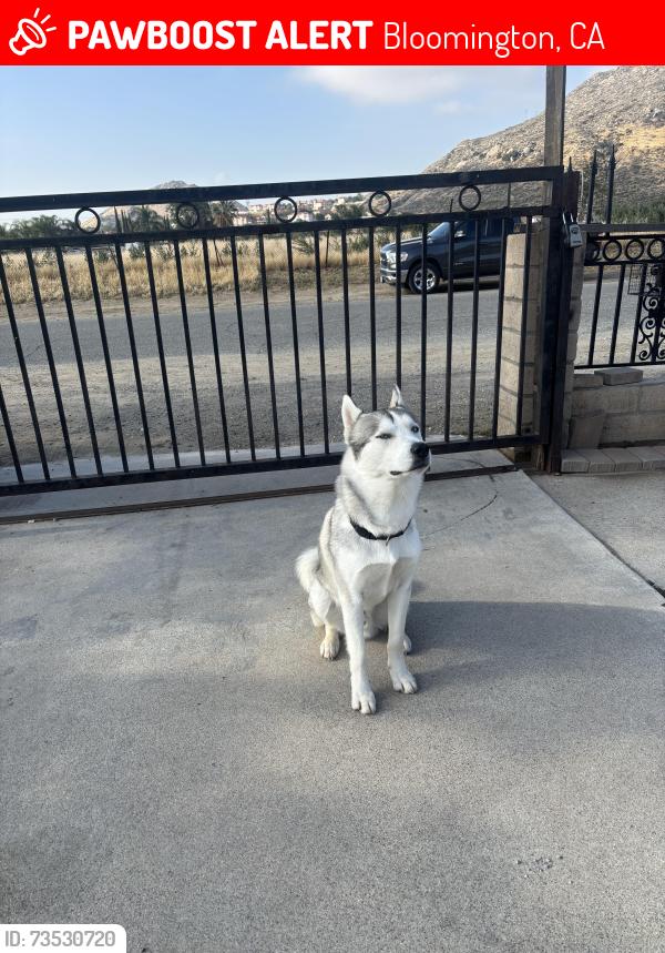 Lost Male Dog last seen Cedar st & 9th, Bloomington, CA 92316