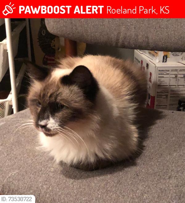 Lost Female Cat last seen 52nd Pl. and Neosho, Roeland Park, KS 66205