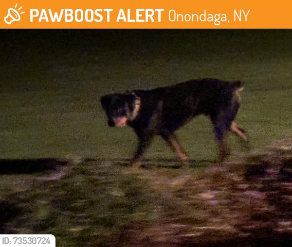 Found/Stray Unknown Dog last seen Abbey Road, Onondaga, NY 13215