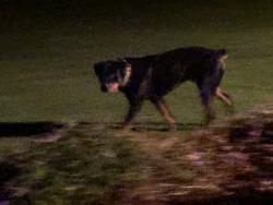 Found/Stray Unknown Dog last seen Abbey Road, Onondaga, NY 13215