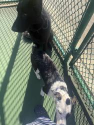 Found/Stray Unknown Dog last seen Park, Orlando, FL 32807
