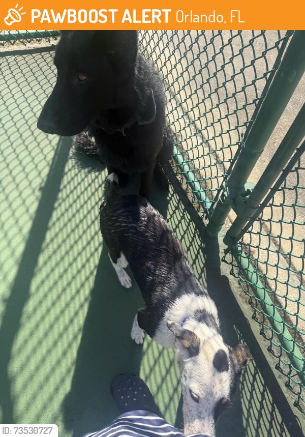 Found/Stray Unknown Dog last seen Park, Orlando, FL 32807
