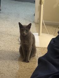 Lost Female Cat last seen Greenbrier, Fairfax, VA 22033
