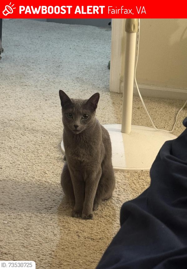 Lost Female Cat last seen Greenbrier, Fairfax, VA 22033