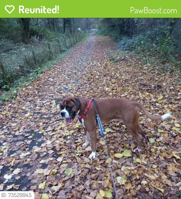 Reunited Male Dog last seen Taff bargoed cycle path opposite Acorn garage, Treharris, Wales 