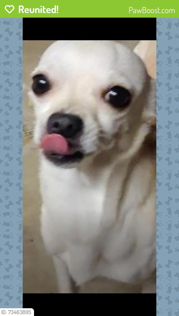Reunited Male Dog last seen 19th and Sante Fe, Cleveland County, OK 73160
