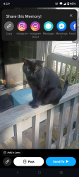 Reunited Male Cat last seen apmts across from Walmart on bethel road, Columbus, OH 43220