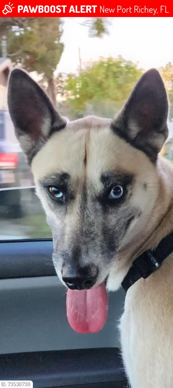 Lost Female Dog last seen Main and congress, New Port Richey, FL 34653