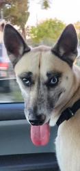Lost Female Dog last seen Main and congress, New Port Richey, FL 34653