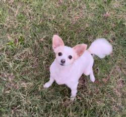 Reunited Female Dog last seen Glenapp and Ballantrae, Land O' Lakes, FL 34638