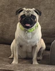 Reunited Female Dog last seen Chandler Ridge Dr, Georgia 30134, USA, Paulding County, GA 30134