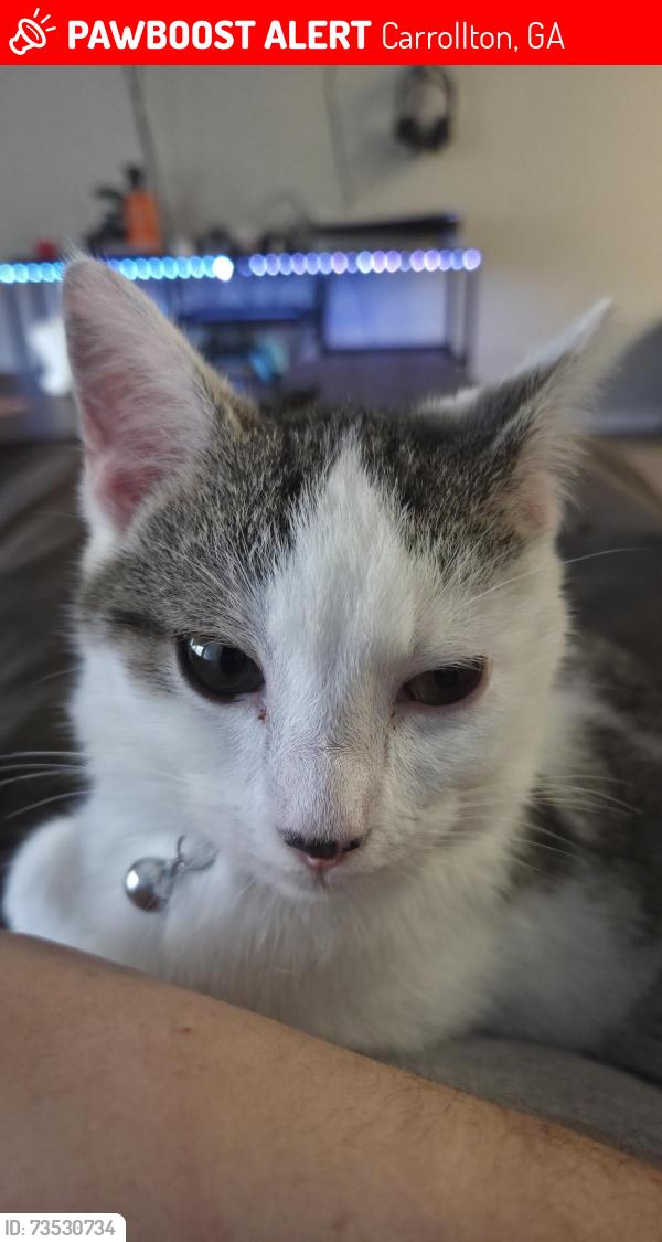 Lost Male Cat last seen Northside dr., Carrollton, GA 30117