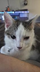 Lost Male Cat last seen Northside dr., Carrollton, GA 30117
