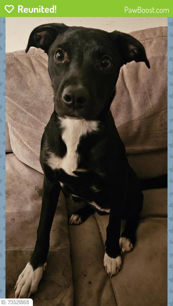 Reunited Female Dog last seen The dome on greenbank, Ottawa, ON K2H 8K9