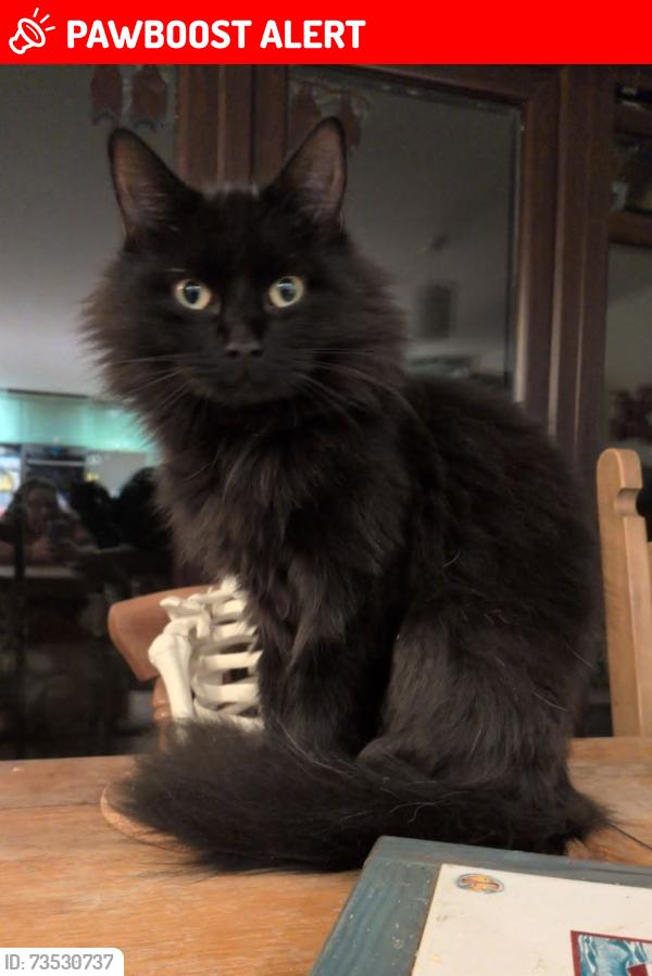Lost Male Cat last seen South Barrow, at home, South Barrow, England BA22 7LN