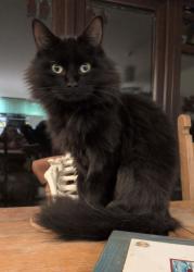 Lost Male Cat last seen South Barrow, at home, South Barrow, England BA22 7LN