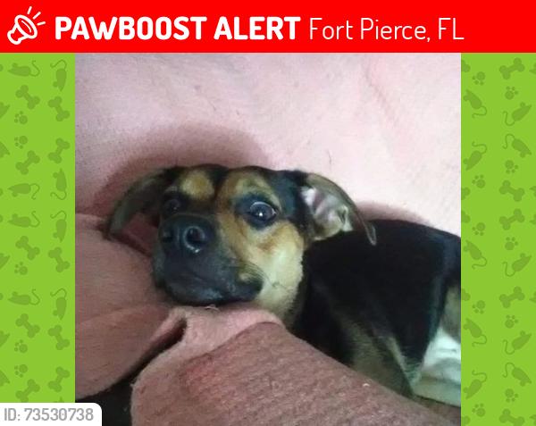 Lost Female Dog last seen 10th st.and Orange Avenue, Fort Pierce, FL 34950