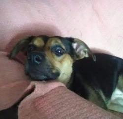 Lost Female Dog last seen 10th st.and Orange Avenue, Fort Pierce, FL 34950
