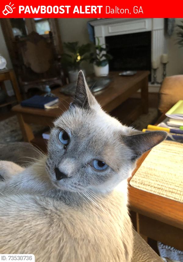 Lost Male Cat last seen North Summit cndmniums, Dalton, GA 30721