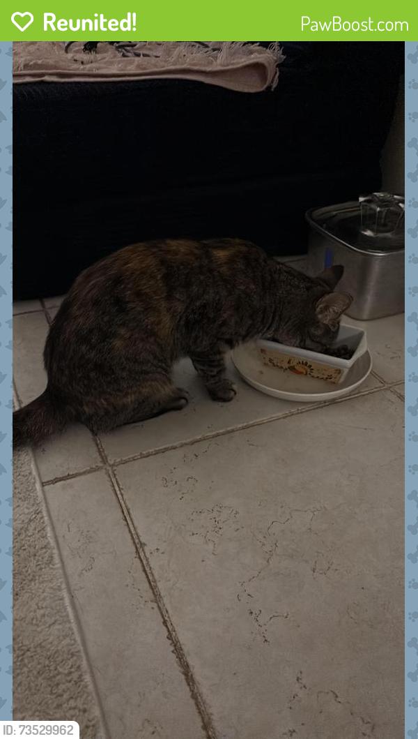 Reunited Female Cat last seen Washington Street, Haymarket, VA 20169