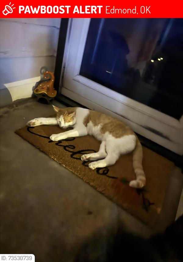 Lost Male Cat last seen Hurd and Fretz, Edmond, OK 73003