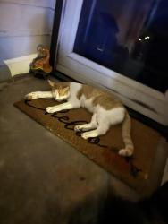 Lost Male Cat last seen Hurd and Fretz, Edmond, OK 73003