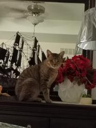 Lost Male Cat last seen Regal hollow lane, Houston, TX 77073