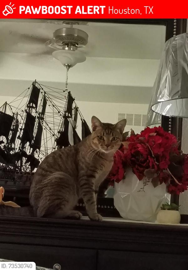 Lost Male Cat last seen Regal hollow lane, Houston, TX 77073