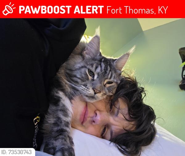 Lost Female Cat last seen Highland Ave, Fort Thomas, KY 41075