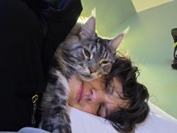 Lost Female Cat last seen Highland Ave, Fort Thomas, KY 41075