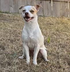 Reunited Male Dog last seen Harlesden Ln & Stamford Hill Ln, Houston, TX 77047
