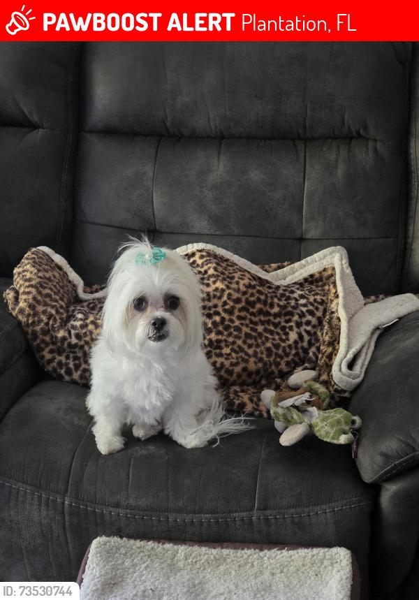 Lost Female Dog last seen Broward Blvd. and Jacaranda Drive, Plantation, FL 33324