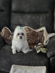 Lost Female Dog last seen Broward Blvd. and Jacaranda Drive, Plantation, FL 33324