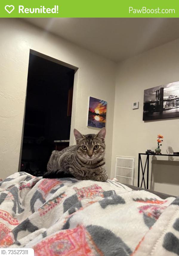 Reunited Female Cat last seen 44th and Sunnylane, Del City, OK 73115