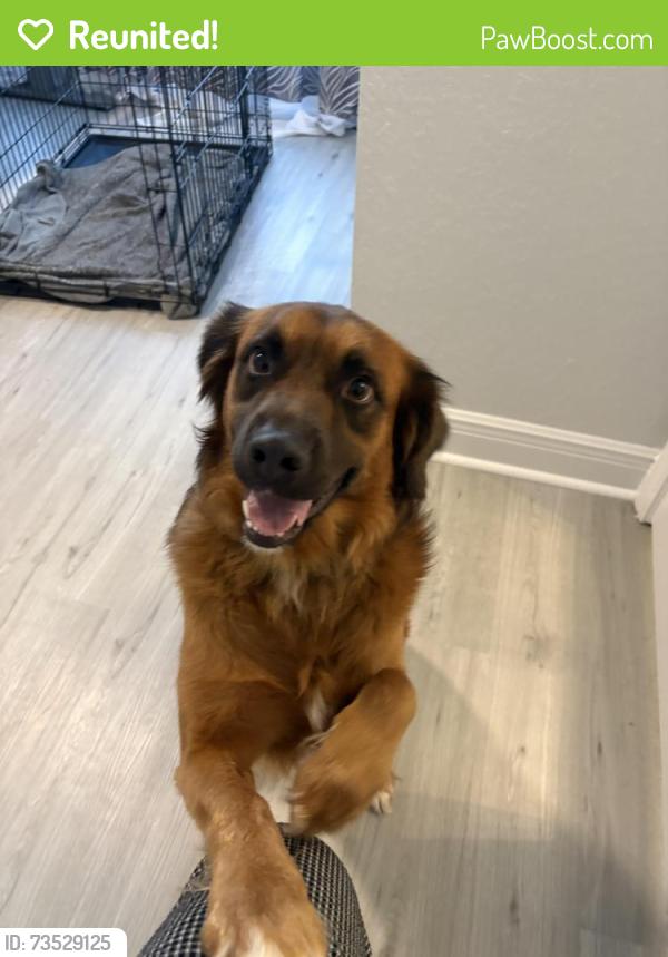 Reunited Male Dog last seen 10th St and 1st Ave Zephyrhills, Zephyrhills, FL 33542