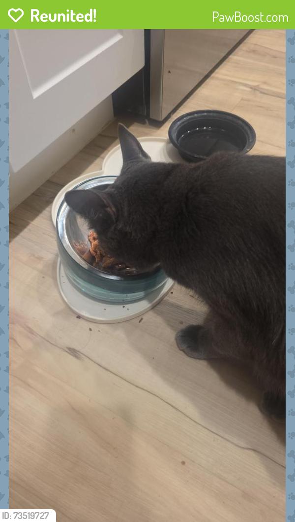 Reunited Male Cat last seen Ina and Aerie Dr, near N Thornydale/Target, Tucson, AZ 85741