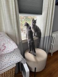 Lost Male Cat last seen Bloomfield Ave, Windsor, CT 06095