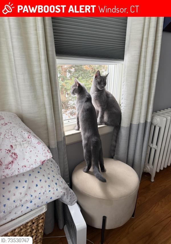Lost Male Cat last seen Bloomfield Ave, Windsor, CT 06095