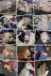 Lost Female Dog last seen County road 511, venus, tx, Venus, TX 76084