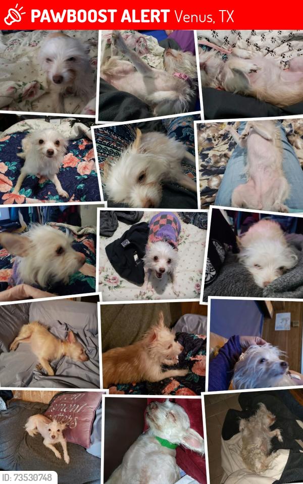 Lost Female Dog last seen County road 511, venus, tx, Venus, TX 76084