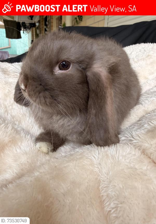 Lost Male Rabbit last seen Thomas Turner Reserve, Valley View, SA 5093