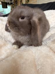 Lost Male Rabbit last seen Thomas Turner Reserve, Valley View, SA 5093