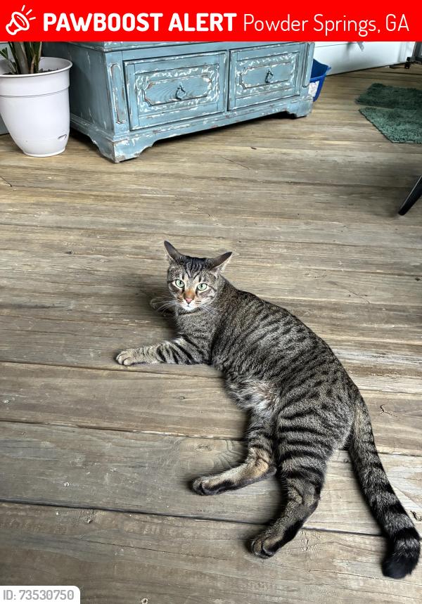 Lost Male Cat last seen Near Arrow Wind Dr, Powder Springs, GA 30127