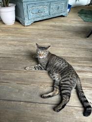 Lost Male Cat last seen Near Arrow Wind Dr, Powder Springs, GA 30127