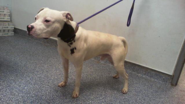 Shelter Stray Male Dog last seen CHARLOTTE, 8315 Byrum Dr, Charlotte, NC 28217, USA