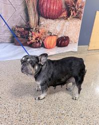 Shelter Stray Female Dog last seen Near BLOCK NW 9 TER, 3599 NW 79th Ave, Doral, FL 33122, USA