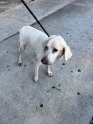 Shelter Stray Female Dog last seen Near BLOCK W PALM DR, 3599 NW 79th Ave, Doral, FL 33122, USA