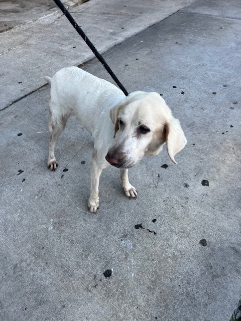 Shelter Stray Female Dog last seen Near BLOCK W PALM DR, 3599 NW 79th Ave, Doral, FL 33122, USA