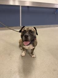 Shelter Stray Male Dog last seen Near BLOCK NE 9TH CT, 3599 NW 79th Ave, Doral, FL 33122, USA